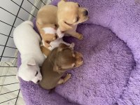 Chihuahua Yavrular