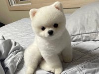 Irk Ve Sağlık Garantili Pomeranian