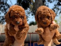 Kore toy poodle yavrularımız 
