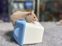 Birbirinden tatlı syrian hamsterlar