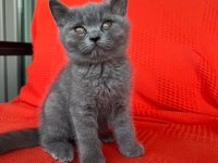 British Shorthair
