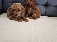 Podul maltipoo köpekler