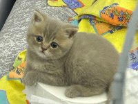 British shorthair akıl küpüm