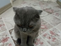 1 yaşında scottish fold