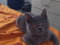 4 Aylık Dişi Uysal British Shorthair Kedimiz