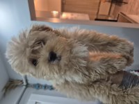 Toy poodle aprikot yavrum