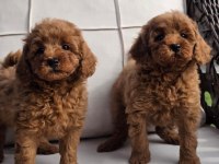 Eğitilebilir Toy Poodle Yavruları İle Evinize Neşe Katın