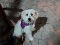 6 Aylık Tüm Aşıları Tam Dişi Köpeğimiz