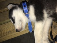 3 Aylık erkek Husky
