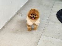 Şampiyon efsane erkek yetişkin pomeranian
