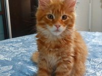 Full şecereli maine coon ünvanlı ebeveynlerden