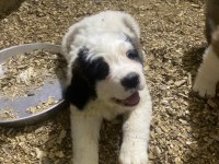 Saint bernard Sc yavrularımız