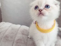 Scottish fold ve blue point yavrularımız