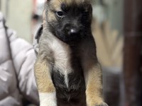 Belçika malinois A kalite yavrular
