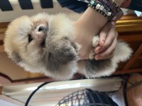 POMERANIAN Dişi VE Erkek