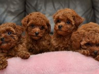 Toy Poodle Kore Kan Yavrular Sıfır Boy