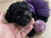 Siyah maltipoo yavrular