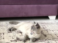 Maya’mıza aile arıyoruz british shorthair