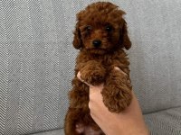 Orijinal toy poodle bebekleri