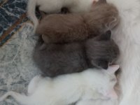 Safkan British Shorthair Bebekler - Renk Renk