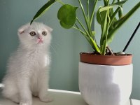 Safkan erkek scottish fold yavrularım sahiplendirilme hazır