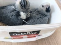 Jako papağanı yavrularımız yeni ailelerine gitmeye hazır