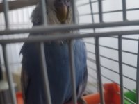 Maşallah show jumbo muhabbet kuşu damızlık ve yavrular