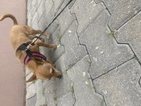 10 aylık şivava