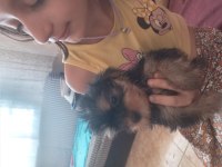 Kendi yorkshire terrier yavrularımız