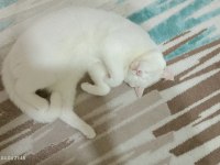 Ücretsiz sahiplendirme british shorthair erkek