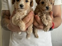 Maltipoo Kore kan bebekler