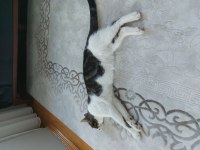 Aşılı bakımlı eğitimli 7 aylık ev kedisi