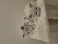 Blue Bicolor Ragdoll Yavrular - Henüz 1 aylık