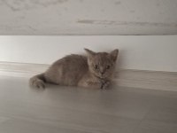 3 aylık british shorthair