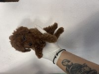 Efsane poodle yavrularımız