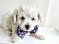 Maltese terrier köpeği