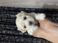 Maltese terrier 1 aylık