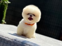 SAĞLIK VE IRK GARANTİLİ POMERANİAN KÖPEKLER
