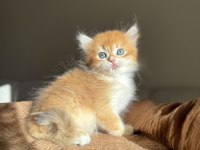 Golden Ny12 Mükemmel Kalite British Longhair