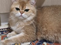 British shorthair golden yetişkin dişi
