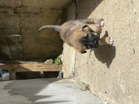Dişi Anadolu çoban köpeklerimiz yeni yuvasını arıyor