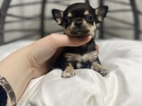 Kalite şivava bebek köpekler