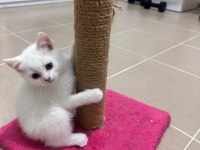 Safkan kedimizin yavruları