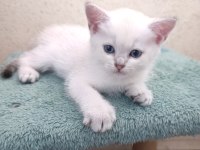 British Shorthair Golden ve Silver Point bebekler