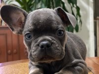 Egzotik French Bulldog Bebekleri