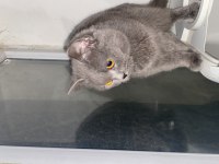 Acil sahiplendirme british shorthair