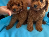 Toy poodle yavrularımız
