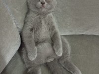 2 aylık scottish fold miniğim yeni yuvasına hazır