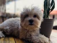 ORJİNAL MİNİ BOY GARANTİLİ MALTİPOO