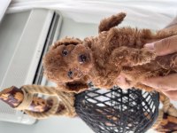 Safkan toy poodle 3 kg altı